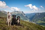 Hotel Apartments Alpenrose - Top-Hundeurlaub