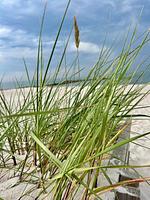 Strand - Ferienwohnung "Dünennest" 5723 Marina Wendtorf - Top-Hundeurlaub