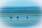 Meerblick - SG03 - Top-Hundeurlaub