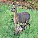 Sonnenblick - Top-Hundeurlaub