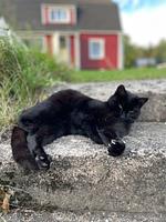 Hundefreundliches Ferienhaus mit großem Garten - Villa Skogsfred - Top-Hundeurlaub