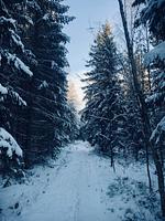 Winterlandschaft mit verschneitem Wald in Värmland - Villa Skogsfred - Top-Hundeurlaub