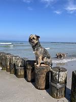 Hundeparadies Bodden Paradise Cottage - Top-Hundeurlaub