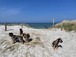 Hundeparadies Bodden Paradise Cottage - Top-Hundeurlaub