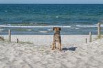 Hundeparadies Bodden Paradise Cottage - Top-Hundeurlaub