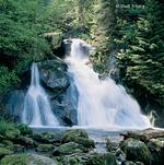 Hotel Hirt im Schwarzwald - Top-Hundeurlaub