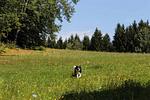 Urlaub mit Hund im Bayerischen Wald – 4★ Ferienwohnung 2 mit großem Garten - Top-Hundeurlaub