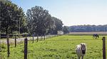 house - Ferienhaus für 12 Personen (162 m²) in Lunteren - Top-Hundeurlaub