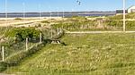 view-from-room - Ferienhaus für 6 Personen (117 m²) in Ulfborg - Top-Hundeurlaub