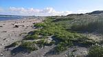 Untagged - Ferienhaus für 6 Personen (60 m²) in Læsø - Top-Hundeurlaub