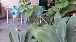 house - Ferienwohnung für 4 Personen (60 m²) in Castellammare del Golfo - Top-Hundeurlaub