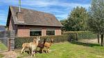 Außenseite Ferienhaus [Sommer] - Ferienhaus für 8 Personen (102 m²) in Vorstenbosch - Top-Hundeurlaub