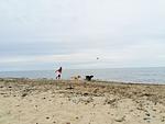 Hof am Meer "Seerose" - Top-Hundeurlaub