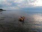 Hof am Meer "Seerose" - Top-Hundeurlaub