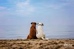 Hof am Meer "Seerose" - Top-Hundeurlaub