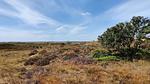 Untagged - Ferienhaus für 5 Personen (46 m²) in Fanø - Top-Hundeurlaub