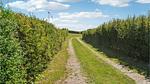 outside - Ferienhaus für 5 Personen (54 m²) in Ebeltoft - Top-Hundeurlaub