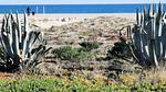 AreaSummer20KM - Ferienwohnung für 4 Personen (19 m²) in Leucate - Top-Hundeurlaub