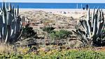 AreaSummer20KM - Ferienwohnung für 4 Personen (19 m²) in Leucate - Top-Hundeurlaub