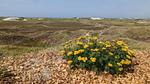 Untagged - Ferienhaus für 7 Personen (88 m²) in Hvide Sande - Top-Hundeurlaub