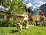 GRUBERS Hotel-Apartments Gastein, das Doggy-Hotel mit Hundebadeteich - Top-Hundeurlaub