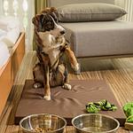 GRUBERS Hotel-Apartments Gastein, das Doggy-Hotel mit Hundebadeteich - Top-Hundeurlaub