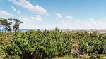 view-from-room - Ferienhaus für 6 Personen (69 m²) in Anholt - Top-Hundeurlaub