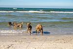 Willkommen im Ferienhaus "Kranich" zwischen Bodden & Darß.  Umzäunter Garten, Hunde urlauben gratis. Hunde wohnen gratis! - Top-Hundeurlaub