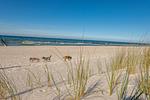Ferienhaus "Ostsee" 
Die Natur vor der Haustür zwischen Bodden & Darß.
Umzäunter Garten, Hunde wohnen gratis! - Top-Hundeurlaub