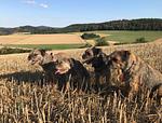 Ferienwohnung "Kellerwald" im hessischen Sauerland, mit direktem Waldzugang und eingezäuntem Garten. Bis zu 3 Hunde urlauben gratis! - Top-Hundeurlaub