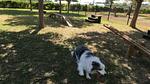 ParkFacilities - Mobilheim für 4 Personen (24 m²) - Top-Hundeurlaub