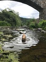 Ferienwohnung "Frankenblick" zwischen Edersee und Sauerland, mit Balkon, direkt am Waldzugang. Hunde urlauben gratis. - Top-Hundeurlaub