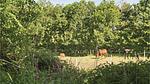 outside - Ferienhaus für 32 Personen (1400 m²) in Allingåbro - Top-Hundeurlaub