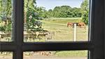 garden - Ferienhaus für 32 Personen (1400 m²) in Allingåbro - Top-Hundeurlaub