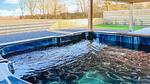 outside - Ferienhaus für 6 Personen (65 m²) in Stavenisse - Top-Hundeurlaub