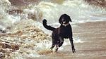 Untagged - Bungalow für 4 Personen (40 m²) in Callantsoog - Top-Hundeurlaub