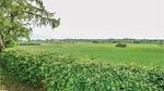 view-from-room - Ferienhaus für 7 Personen (106 m²) in Stubbekøbing - Top-Hundeurlaub