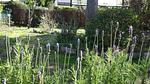 exterior - Ferienhaus für 4 Personen (70 m²) in Sainte-Maxime - Top-Hundeurlaub
