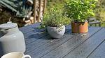 Outdoor - Ferienhaus für 5 Personen (65 m²) in Læsø - Top-Hundeurlaub