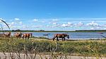 WaterView - Ferienhaus für 5 Personen (30 m²) in Bogense - Top-Hundeurlaub