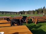 Hotel Sonnenschein - Top-Hundeurlaub