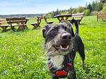 Hotel Sonnenschein - Top-Hundeurlaub