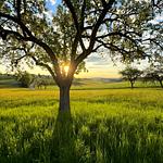 Hotel Sonnenschein - Top-Hundeurlaub