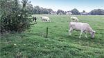 house - Ferienhaus für 5 Personen (100 m²) in Reutum - Top-Hundeurlaub