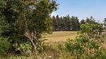 view-from-room - Ferienhaus für 6 Personen (106 m²) in Vrå - Top-Hundeurlaub