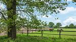 house - Ferienhaus für 4 Personen (60 m²) in Hellendoorn - Top-Hundeurlaub