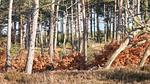 Untagged - Ferienhaus für 5 Personen (56 m²) in Oksbøl - Top-Hundeurlaub