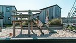ExteriorSummer - Ferienwohnung für 7 Personen (50 m²) in Callantsoog - Top-Hundeurlaub