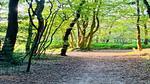 AreaSummer20KM - Ferienhaus für 2 Personen (80 m²) in Bergen (Nordholland) - Top-Hundeurlaub