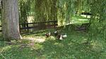 activities - Ferienhaus für 12 Personen (200 m²) in Wimille - Top-Hundeurlaub